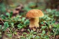 Picking mushrooms in forest in early autumn. Last sunny summer days. Mushrooms are growing in warm green, thick, wet moss layer. P Royalty Free Stock Photo