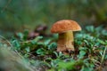 Picking mushrooms in forest in early autumn. Last sunny summer days. Mushrooms are growing in warm green, thick, wet moss layer. P Royalty Free Stock Photo