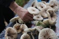 Picking mushrooms in the forest, parasol mushroom harvest