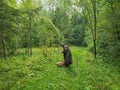 Picking mushrooms. Happy Grandfather with mushrooms in busket hunting mushroom. Mushrooming in nature Royalty Free Stock Photo