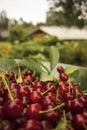 Summer cherries in Finland