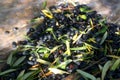 Picking Olives