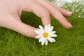 Picking one daisy Royalty Free Stock Photo