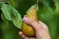 Picking a Pear Royalty Free Stock Photo