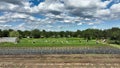 OLOMOUC, CZECH REPUBLIC, JUNE 30, 2022: Picking peas field ripe bio farm farming Pisum sativum snap drone aerial pepper