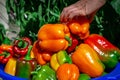Picking peppers by hand in the orchard in basket. Variety of colorful Bell pepper or sweet pepper. a lot of Capcicum in bowl