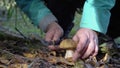 Picking a porcini mushroom in September woodlands