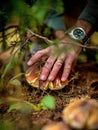 Picking Porcini Mushrooms on the Forest Floor Royalty Free Stock Photo
