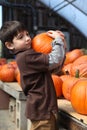 Picking Pumpkins Royalty Free Stock Photo