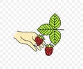 Picking raspberry, razzberry, fence berry, stash berry, plant and food, colored graphic design