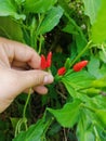 Picking red small chili labuyo