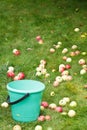 Picking ripe apples in bucket in fruit orchard