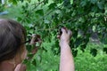 Picking ripe berries from a green yoshta bush.
