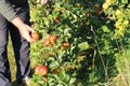 Picking ripe organic apples.