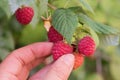 Picking ripe raspberries in the garden Royalty Free Stock Photo