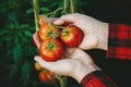 Picking ripe red tomatoes from vine in greenhouse, gardener tomato bunch in hands Royalty Free Stock Photo