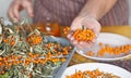 Picking sea buckthorn berries from branches. Hobby of an elderly woman, hands hold sea buckthorn berries.Protect ourselves from