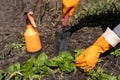 Picking spinach in a home garden. Bio spanach Royalty Free Stock Photo