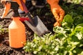 Picking spinach in a home garden. Bio spanach Royalty Free Stock Photo