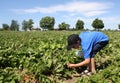 Picking strawberries