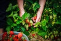 Picking strawberries in container