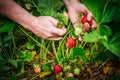 Picking strawberries in field