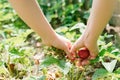 Picking strawberries in garden. Close- up hands picking ripe harvest of strawberries. Vegetarian home grown food production. Royalty Free Stock Photo