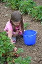 Picking strawberries Royalty Free Stock Photo