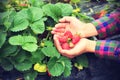 Picking strawberry in hands Royalty Free Stock Photo