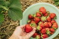 Picking strawberrys in a strawberry field