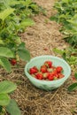 Picking strawberrys in a strawberry field