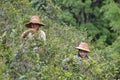 Picking tea in Burma