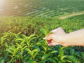 Picking tea leaves by hand in organic green tea farm in the morning. Royalty Free Stock Photo