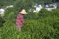 Picking Tea in Longjing Royalty Free Stock Photo