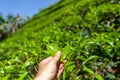 Picking tip of green tea leaf by human hand on tea plantation hill, Ceylon island