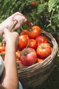 Picking tomatoes in basket Royalty Free Stock Photo