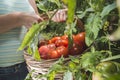 Picking tomatoes in basket Royalty Free Stock Photo