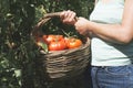 Picking tomatoes in basket Royalty Free Stock Photo