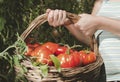 Picking tomatoes in basket Royalty Free Stock Photo