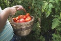 Picking tomatoes in basket Royalty Free Stock Photo