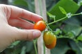 picking tomatoes. While covid pandemi still haunting, grow your own food is the best option