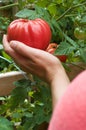 Picking Tomatoes