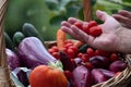 Fresh vegetables Royalty Free Stock Photo