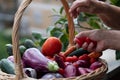 Fresh vegetables Royalty Free Stock Photo