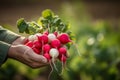 Picking up fresh radish. Generate ai