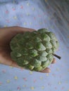 picking up a fruit sugar apple or Annona squamosa Royalty Free Stock Photo
