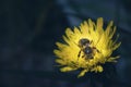 Picking up a nectar with a bee