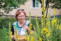 Picking verbascum flower for herbal medicine