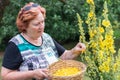 Picking verbascum flower for herbal medicine