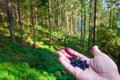 Picking wild berries in the forest, hand with a handful of blueberry, wild nature, beautiful landscape in carpathian mountains,